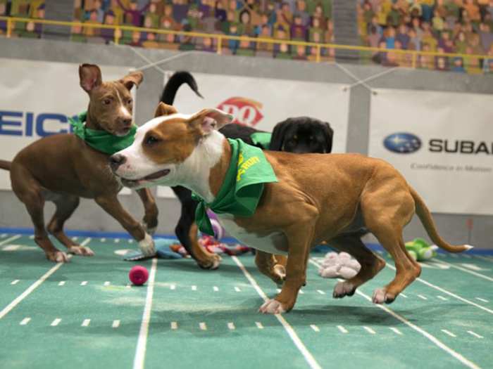 puppy_bowl_foster_bebop_daphne.jpg